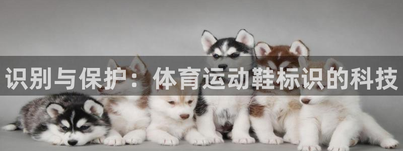 球王会体育